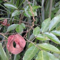 Archidendron bigeminum (L.) I.C.Nielsen